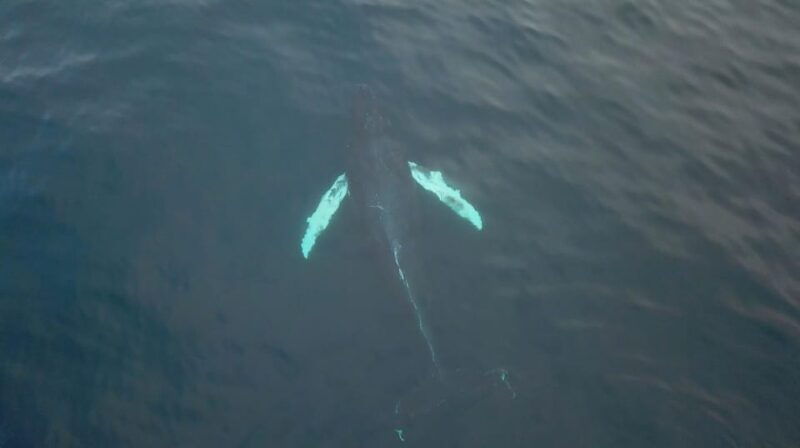 from-tromso-all-inclusive-whale-orca-and-sea-bird-safari