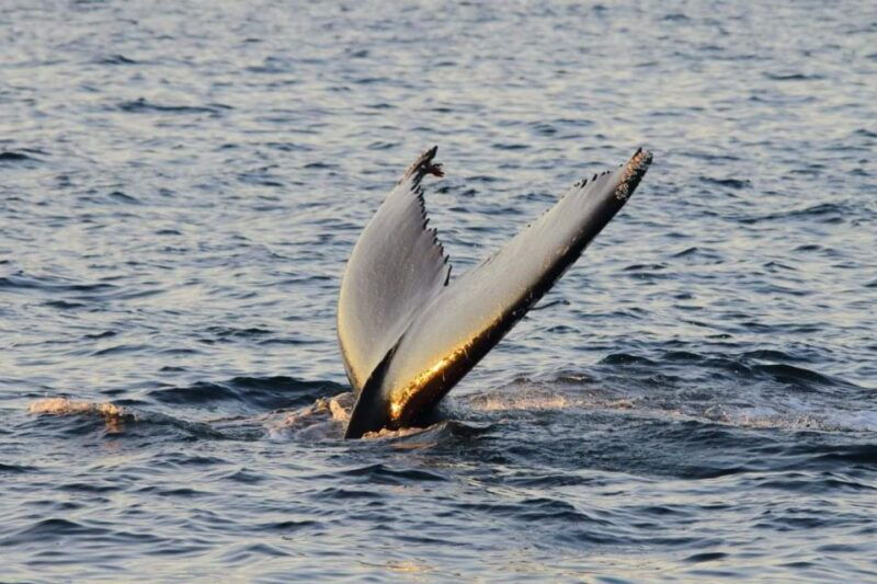 from-tromso-all-inclusive-whale-orca-and-sea-bird-safari