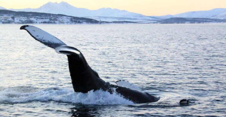 from-tromso-all-inclusive-whale-orca-and-sea-bird-safari
