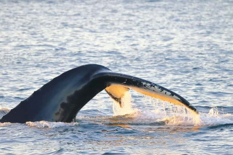 From Tromsø: All-Inclusive Whale & Orca Safari - A Deep Dive into the Arctic Whale Safari Experience