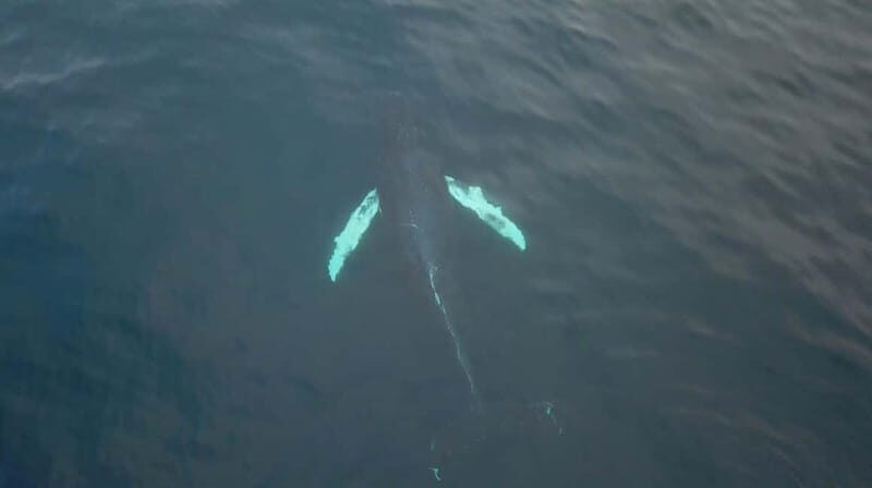 From Tromsø: All-Inclusive Whale & Orca Safari - Who Is This Tour Best For?
