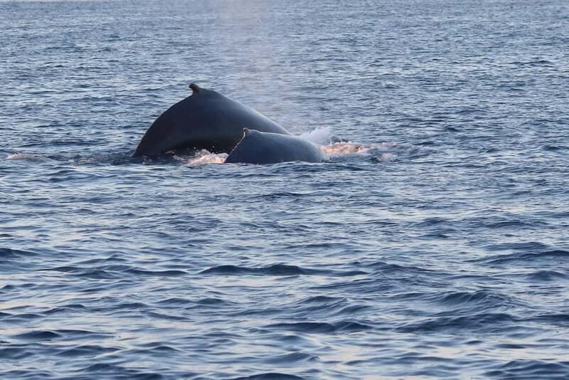 From Tromsø: All-Inclusive Whale & Orca Safari - Frequently Asked Questions