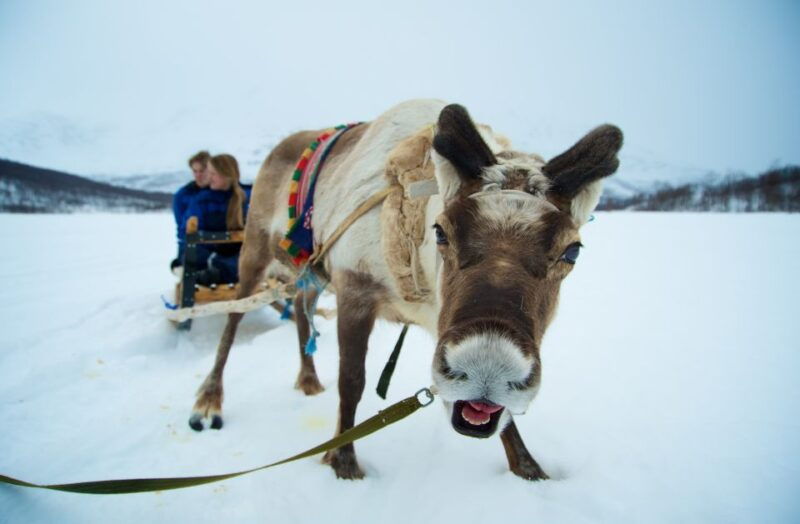 from-tromso-daytime-reindeer-sledding-at-camp-tamok