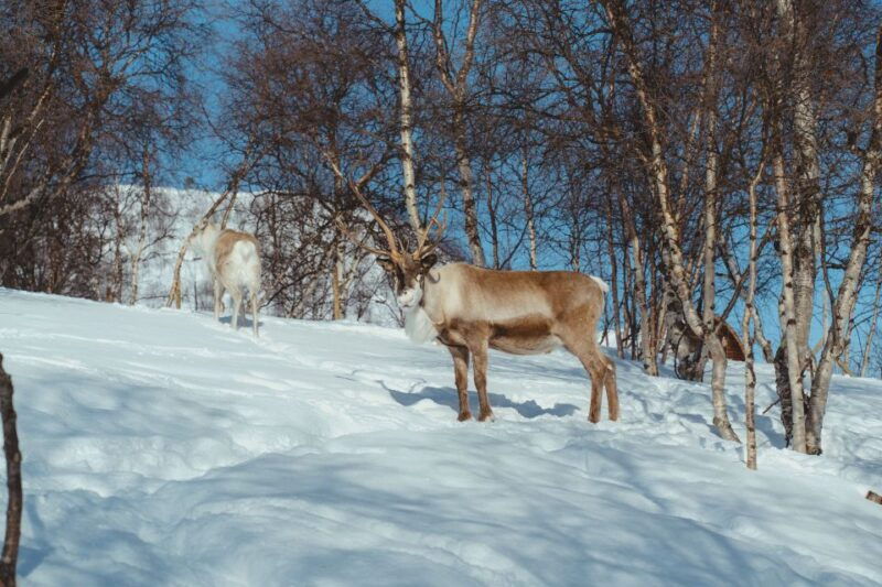 from-tromso-daytime-reindeer-sledding-at-camp-tamok