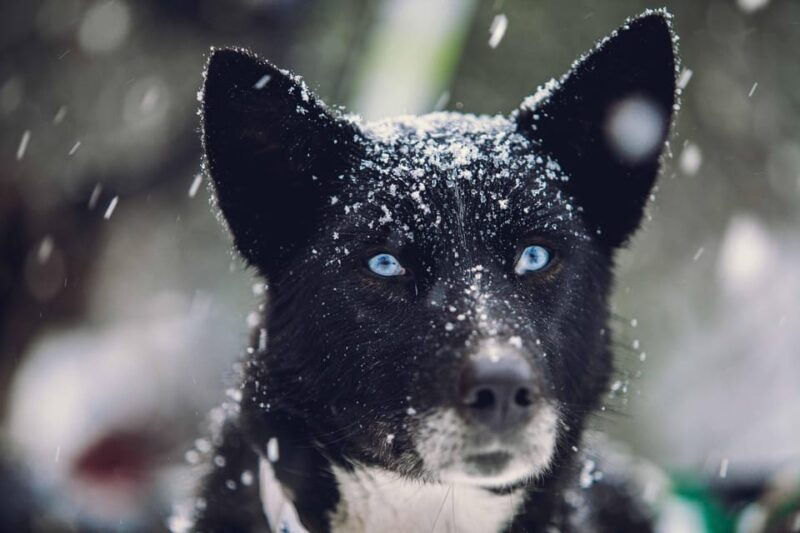 from-tromso-dog-sledding-adventure-in-tamokdalen