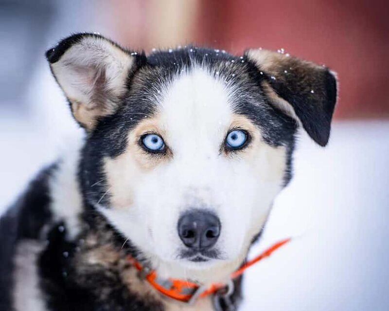 From Tromsø: Dog Sledding Experience with Transfer - Key Points