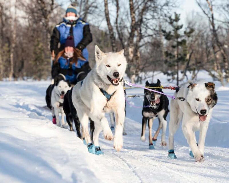 From Tromsø: Dog Sledding Experience with Transfer - Detailed Review of the Tromsø Dog Sledding Tour