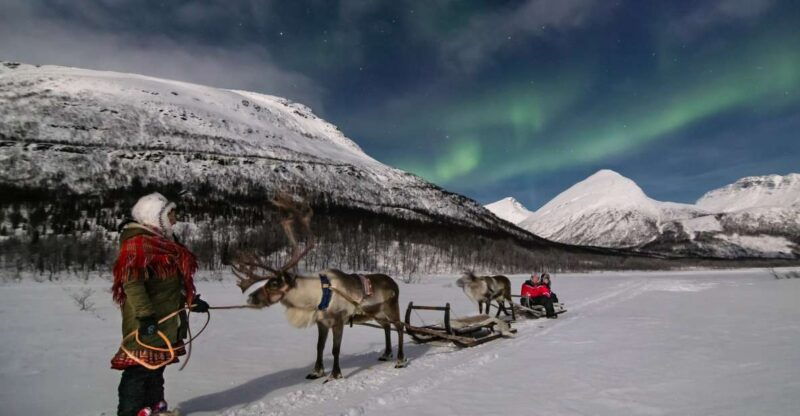 from-tromso-evening-reindeer-sledding-at-camp-tamok