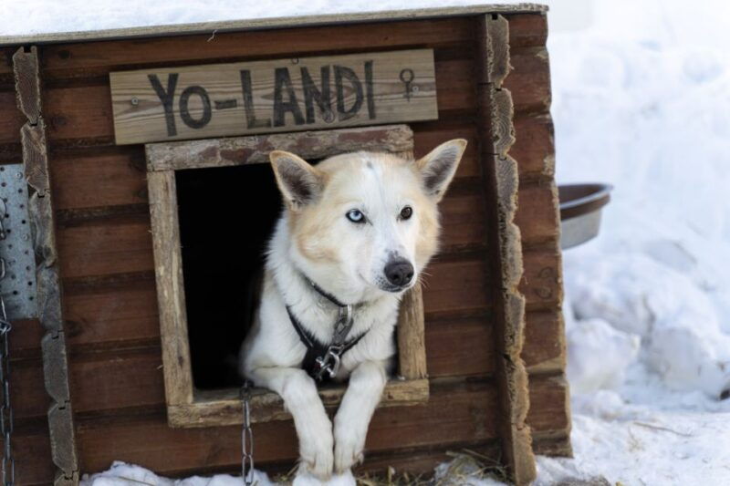 from-tromso-fun-and-easy-dog-sledding-adventure