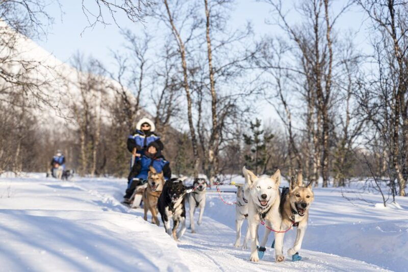 from-tromso-fun-and-easy-dog-sledding-adventure