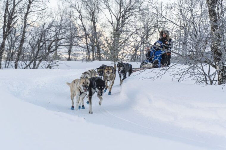 from-tromso-fun-and-easy-dog-sledding-adventure