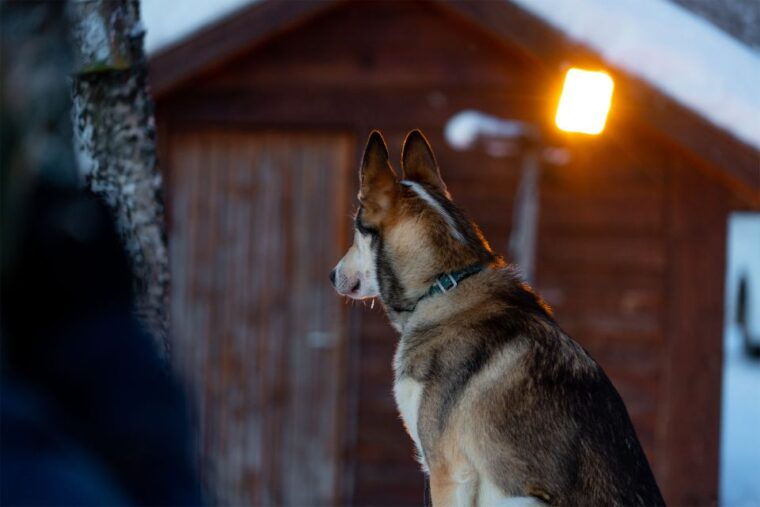 from-tromso-fun-and-easy-dog-sledding-adventure
