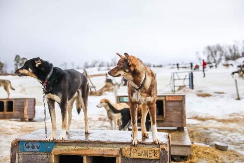 From Tromsø: Guided Husky Snowshoe Hike and Husky Camp Visit - What This Tour Offers: An In-Depth Look