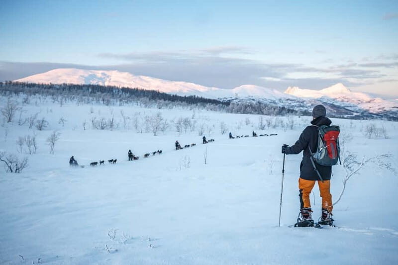 From Tromsø: Guided Husky Snowshoe Hike and Husky Camp Visit - Who Would Love This Tour?
