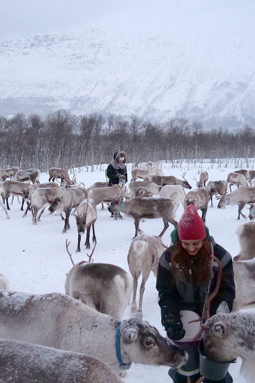 from-tromso-reindeer-feeding-and-sami-experience-with-lunch