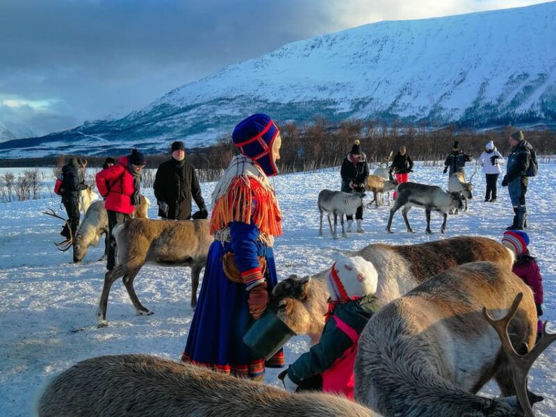 from-tromso-reindeer-feeding-and-sami-experience-with-lunch