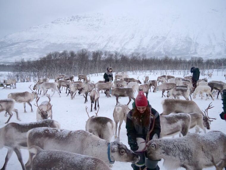 from-tromso-reindeer-feeding-and-sami-experience-with-lunch