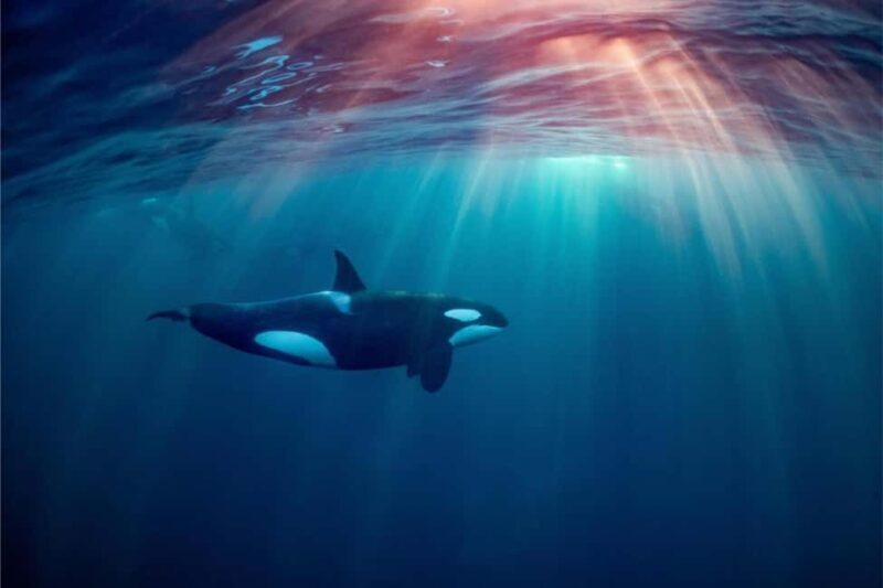 From Tromsø: Skjervoy Whale Watching RIB Boat Tour - Frequently Asked Questions