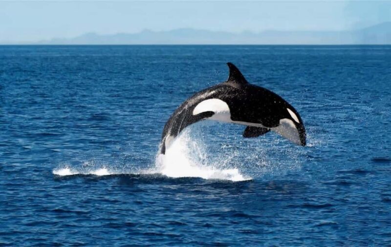 From Tromsø: Skjervoy Whale Watching RIB Boat Tour - Final Thoughts