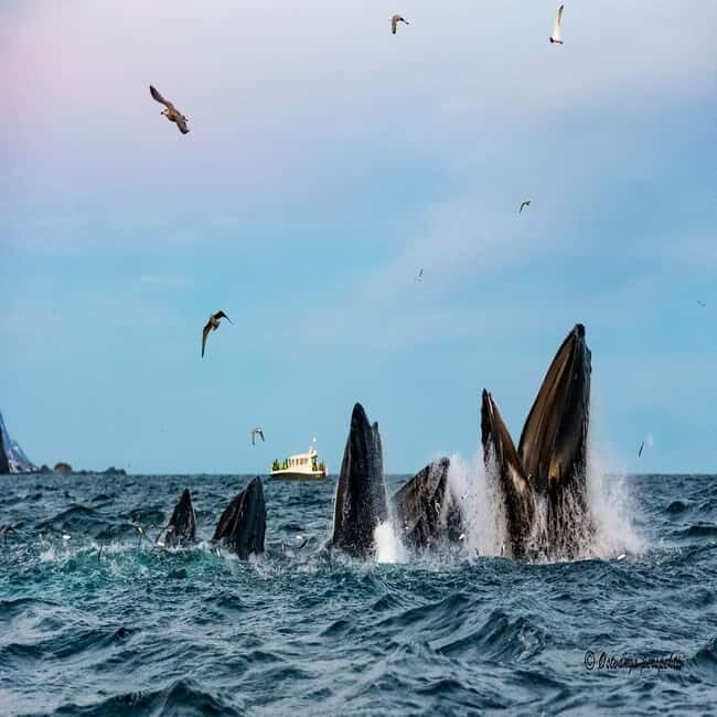 From Tromsø: Skjervoy Whale Watching RIB Boat Tour - What to Expect on the Tour