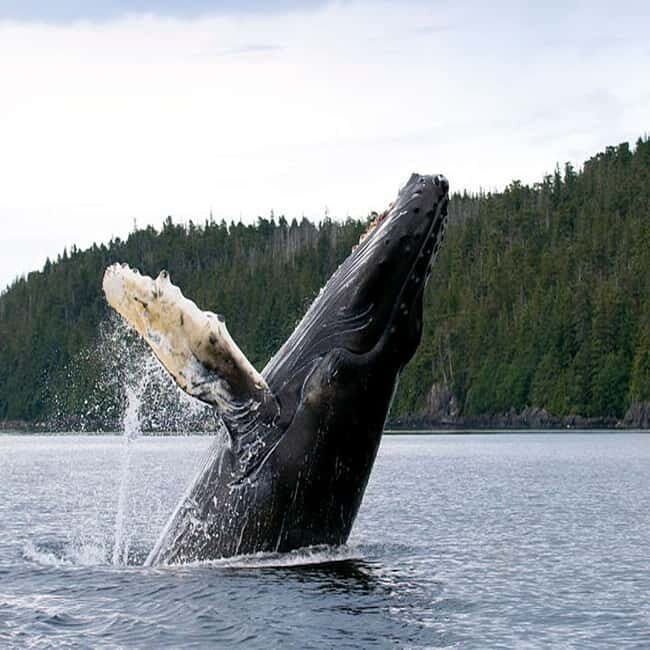 From Tromsø: Skjervoy Whale Watching RIB Boat Tour - Why You Should Consider This Tour