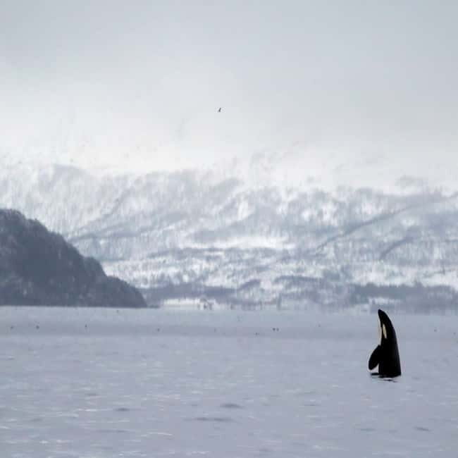 From Tromsø: Skjervoy Whale Watching RIB Boat Tour - Final Thoughts