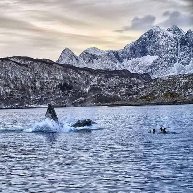From Tromsø: Skjervoy Whale Watching RIB Boat Tour - FAQ