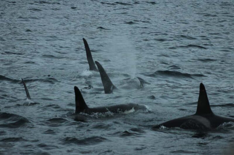 From Tromsø: Whale & Orca Safari with Lunch Included - Key Points  