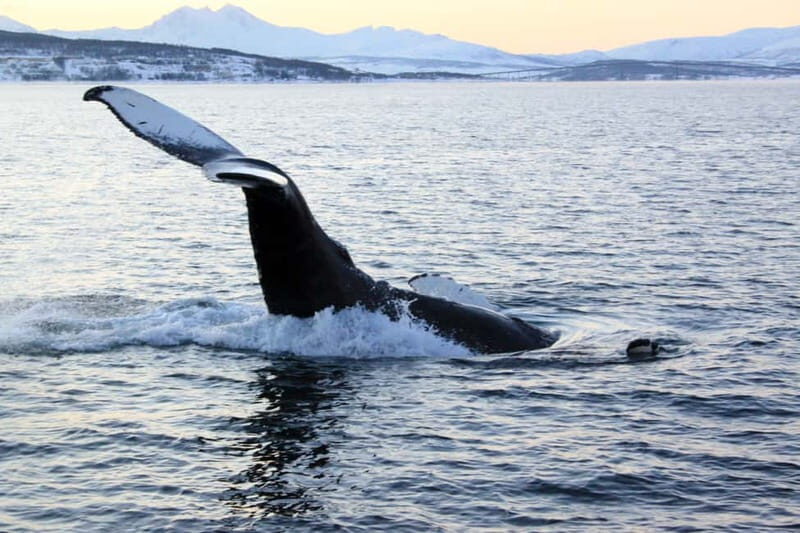 From Tromsø: Whale & Orca Safari with Lunch Included - An In-Depth Look at the Tromsø Whale & Orca Safari