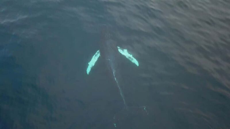 From Tromsø: Whale & Orca Safari with Lunch Included - Practical Tips for Your Trip  