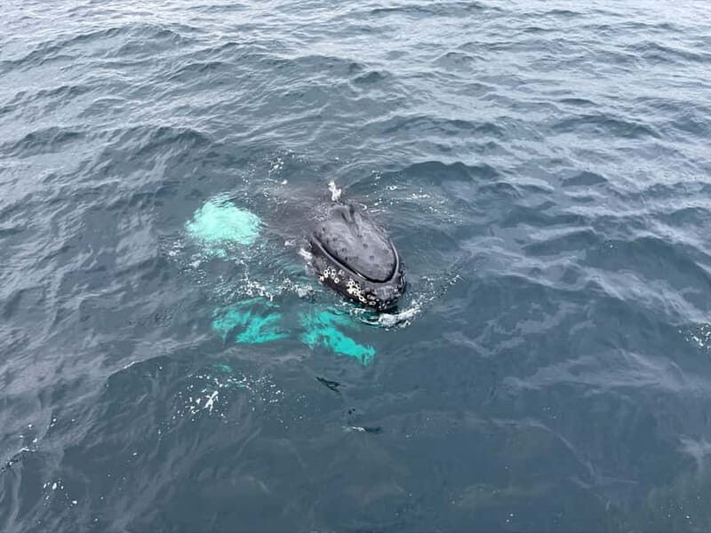 From Tromsø: Whale & Orca Safari with Lunch Included - FAQ: Practical Questions  