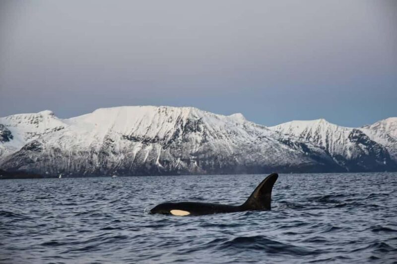 From Tromsø: Whale Sea Safari by RIB Boat - Introduction