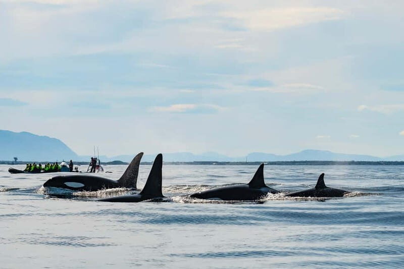From Tromso: Whale Watching in Magic Skjervoy - Key Points