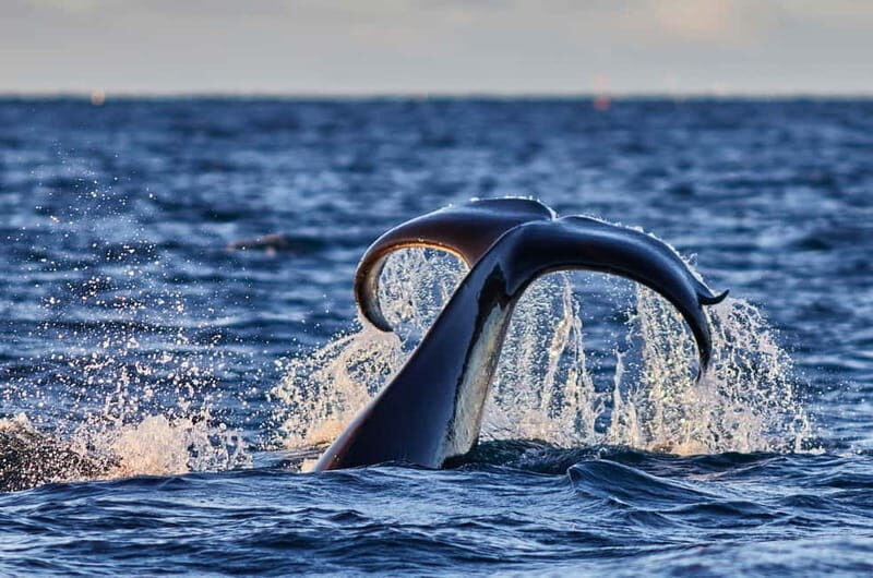 From Tromso: Whale Watching in Magic Skjervoy - A Deep Dive into the Whale Watching Experience