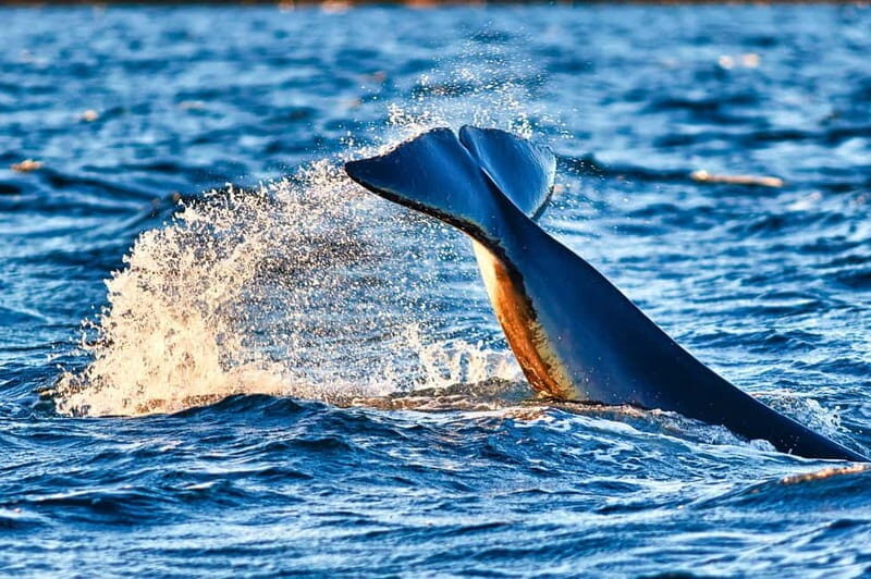 From Tromso: Whale Watching in Magic Skjervoy - Authentic Experiences from Reviewers