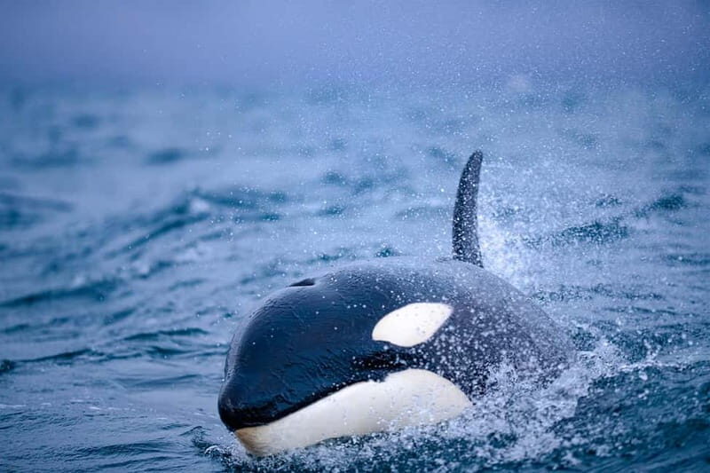 From Tromso: Whale Watching in Magic Skjervoy - Who Would Love This Tour?
