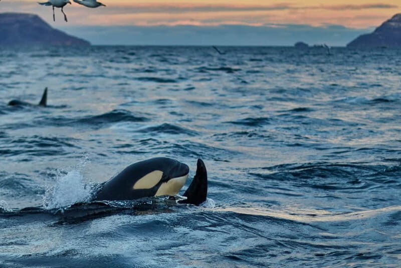 From Tromso: Whale Watching in Magic Skjervoy - FAQs