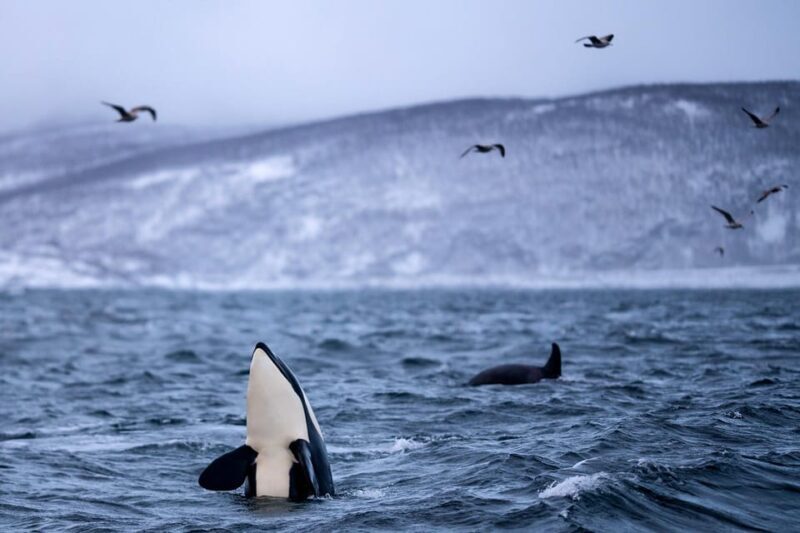 From Tromso: Whale Watching in Magic Skjervoy - Final Thoughts