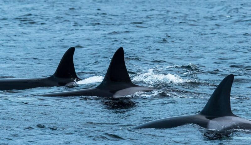 from-tromso-whale-watching-rib-safari-at-skjervoy