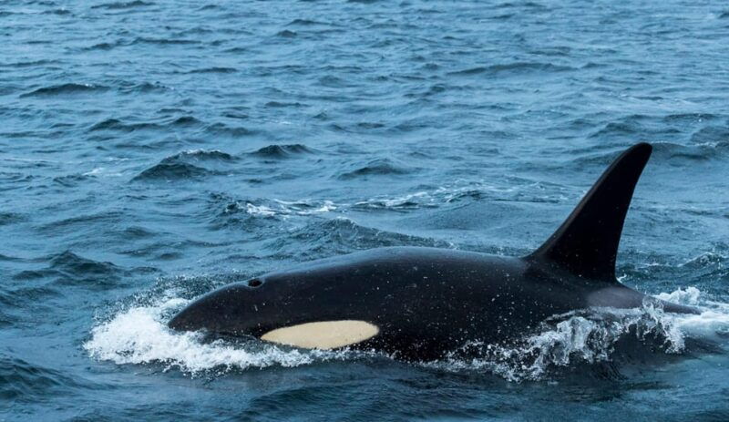 from-tromso-whale-watching-rib-safari-at-skjervoy
