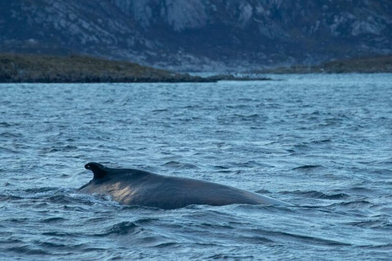 from-tromso-whale-watching-rib-safari-at-skjervoy