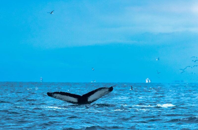 from-tromso-whale-watching-rib-safari-at-skjervoy