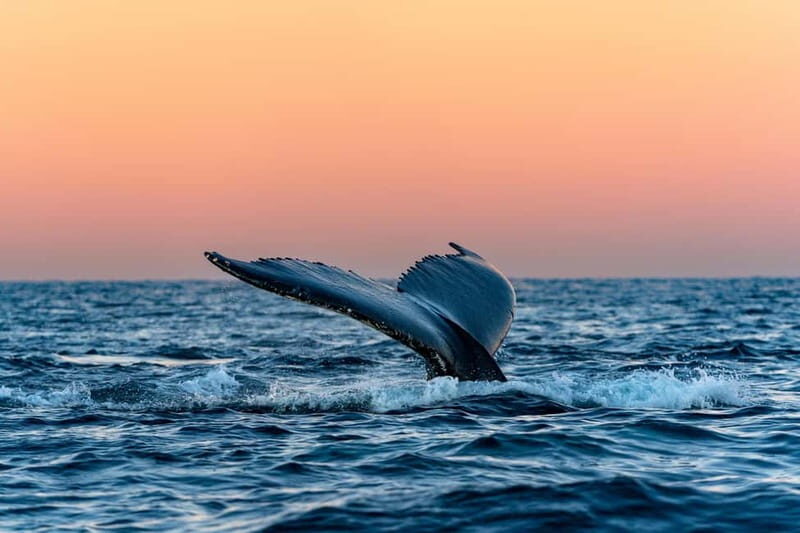 From Tromsø: Whale Watching Safari on High-Speed Catamaran - The Sum Up