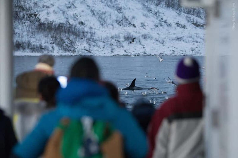 From Tromsø: Whale Watching Safari on High-Speed Catamaran - Frequently Asked Questions