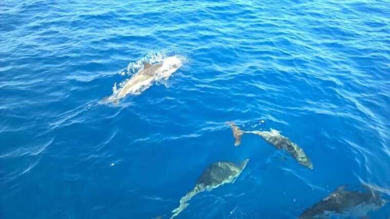 from-tropea-sailing-tour-along-the-coast-of-the-gods