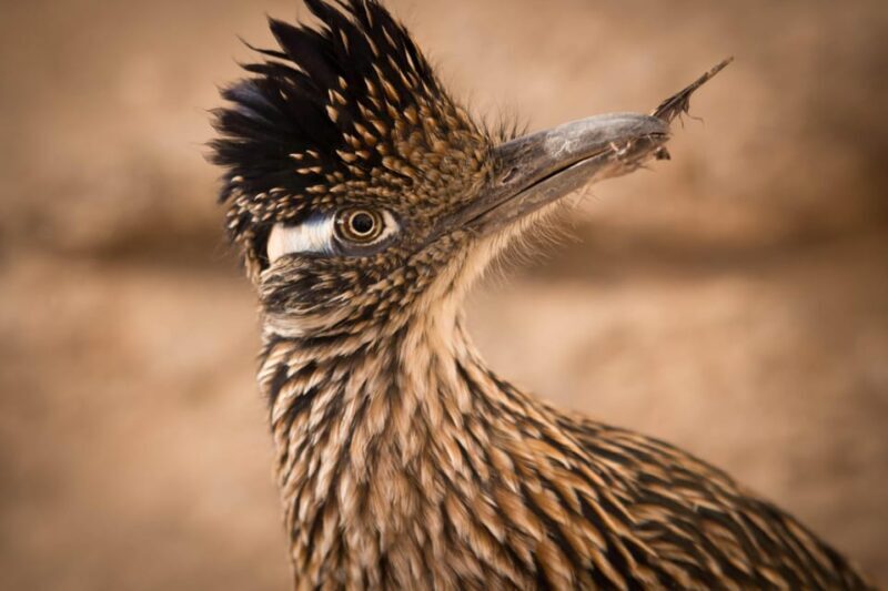 From Tucson: Sonoran Desert with Desert Museum Ticket - FAQs