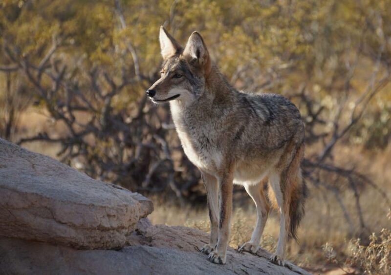 from-tucson-sonoran-desert-with-desert-museum-ticket