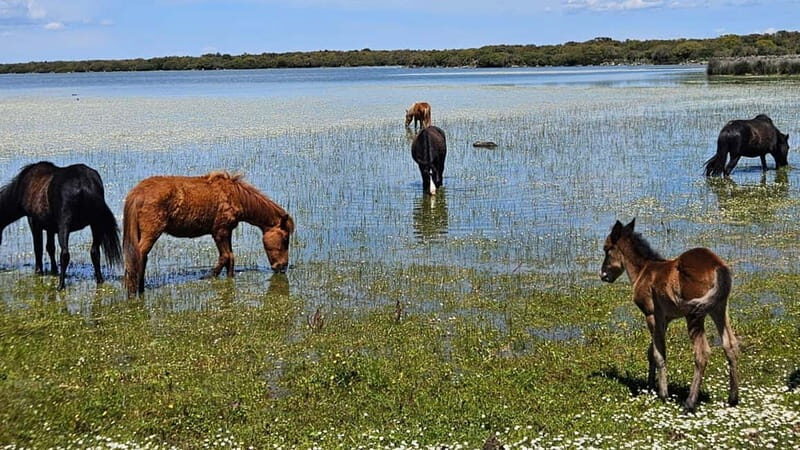 From Tuili: trekking in the Giara Park - Discovering the Magic of Tuili: Trekking in the Giara Park
