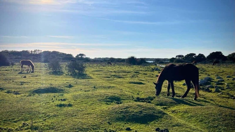 From Tuili: trekking in the Giara Park - Who Will Love This Experience?
