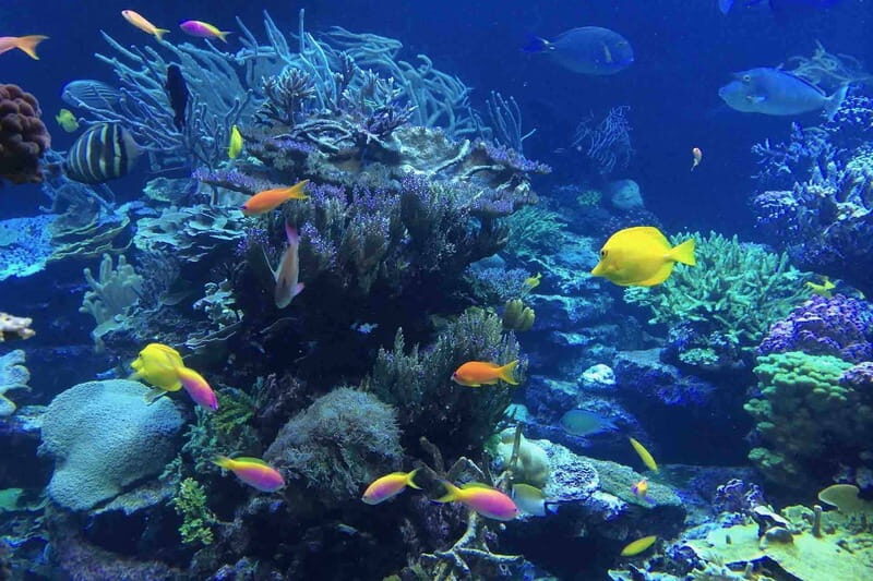 From Tulum: Cenote Riviera Maya & Snorkel Excursion - What’s Included & Practical Details  